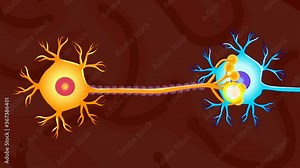 Neuron communication. Transmission of the nerve signal between two neurons. Neuron connect. Brain, axon, sheath, dendrite. Nervous system. Simple annotated. Dark background. 2d medical 4k animation