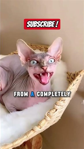 Which One is SCARIER? 😱 Vampire Cats vs. Alien Sphinx! 😼🔥