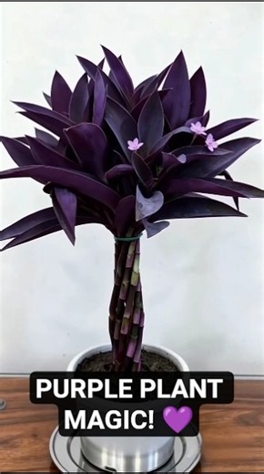 Amazing Braided Purple Heart Plant! 💜 | Easy Care & Watering Tips #shorts