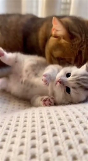 The Loud Sneezing Kitten