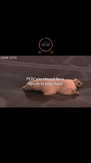 How to Help Save Polar Bears from Climate Change