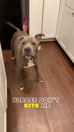 Why Dogs Sneeze When Playing? 🤧 (It’s Not A Cold)