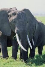 Elephant massacre related to ivory trade