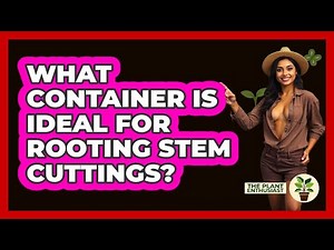 What Container Is Ideal For Rooting Stem Cuttings?