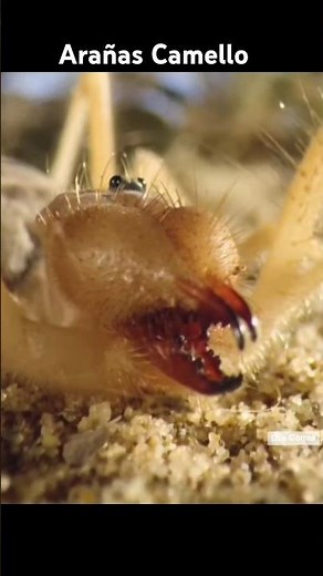 Solifugos o Arañas Camello 🕷️🐫 #curiosidades #animal #naturaleza #biologo #sabiasque