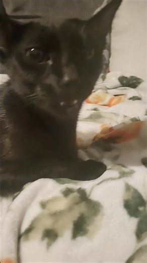 Real talking cat from outer space