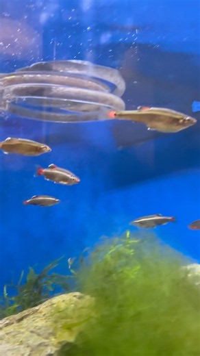 アカヒレの稚魚誕生？！！！ #aquarium