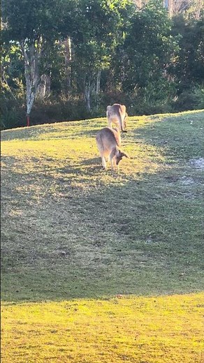 🎥 Kangaroo Joey Playtime: Cute Moments in the Aussie Bush
