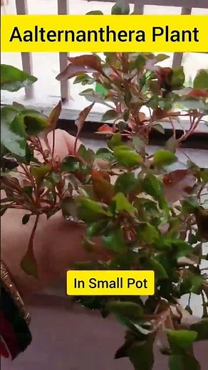 Alternanthera Easy to care Plant | Permanent Indoor, Outdoor Plant