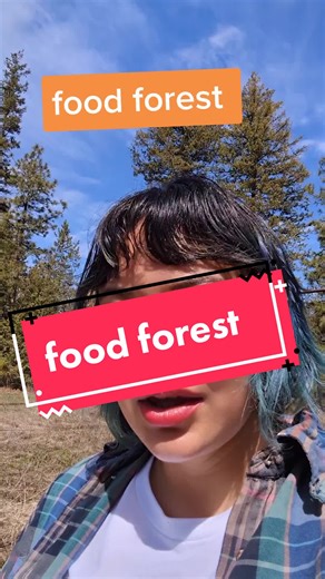 I'm finally getting this food forest started! 8 fruiting trees in with plenty of fun nitrogen fixing trees as well with a total of 12 trees! I have some understory already but more to come! really want a mulberry but can never find them at any of my local nurseries. #permaculture #ruralqueer #foodforest #bimbogardening