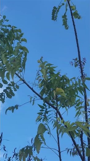 Neem tree 🌳 repot to stop transplant shock