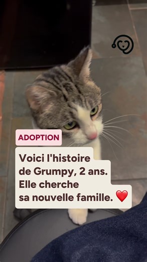 À la recherche d'une famille pour Grumpy, chatte diabétique