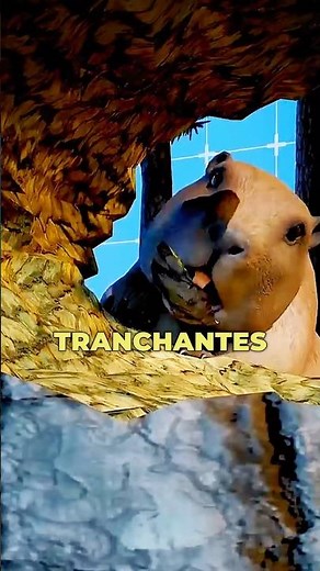 Comment les castors construisent leurs barrages 😳