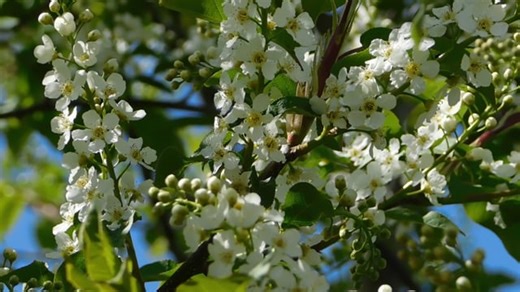 Free video - Tree, Branch, Petals, Flowering