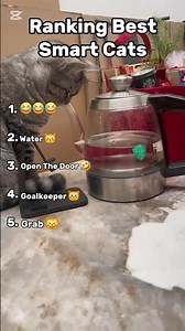 Ranking Best Smart Cats 🧠🐱 #shorts