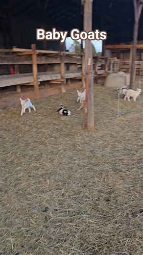 Baby goats playing!