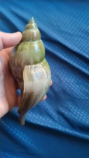 True Tulip, Fasciolaria tulipa, 6-3/4" large