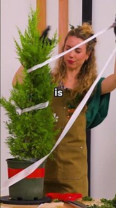 Zero landscaping experience vs. topiary challenge 🌲