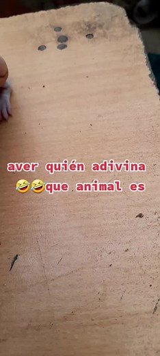 Videos de Alegre (@alegre_sinmiedoalexito) con “Rabbit Call for Hunters Predators (Sonidos Para Cazadores Del Conejo) - Hunting Effect Sounds Studio”