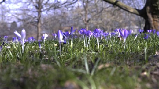 Crocuses, Flower, Meadow. Free Stock Video