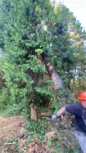 falling a large cedar tree