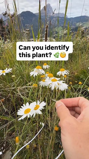 5.6K views · 2.7K reactions | Can you identify this plant? When we...