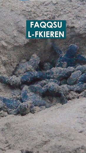 During the last few years turtles have started nesting again in the Maltese Islands. This is thanks to a lot of volunteers from @nature.trust.malta who dedicate their time and effort to make sure that during the incubation period they are safe. If you notice a mother turtle 🐢 on a beach ⛱️ normally during the night, please call the Wildlife Rescue Team on 99999505. This success is also thanks to @era.malta. Thanks to @thealfredmizzifoundation @era.malta @maltaenvironment @aps.bank Watch the ful