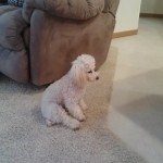 LG Lucid Review: Solid 4G LTE Smartphone for First Time Users