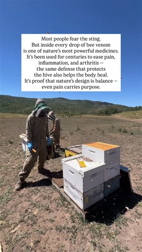 Bee venom isn’t something we harvest lightly — it’s nature’s reminder that even the smallest creatures hold power beyond understanding. Science has discovered that melittin, a compound in venom, reduces inflammation, boosts circulation, and supports the immune system. The hive’s greatest defense became one of humanity’s oldest natural medicines. It’s not about taking from bees — it’s about learning from them. 🐝 Follow Homers Honeybee for deeper lessons from the hive and the healing it creates. 
