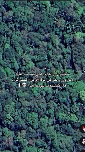 استكشاف غابات الأمازون المدهشة