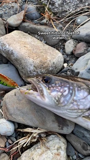 Slammed it in 2 feet of water! #fishing #fish #fisherman #fishinglife
