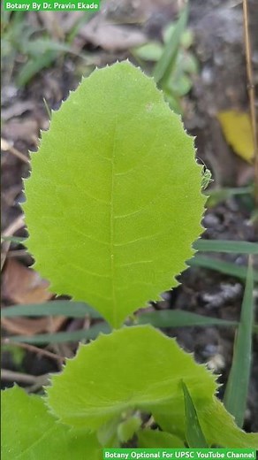 Ovate Shape Leaf with Serrate Margin - Structure of Leaf #leaf #plantmorphology #leavespattern