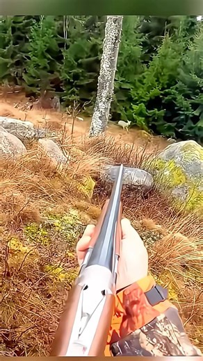 “Perfect Long Range Shot 🎯 Two Deer Down in Seconds 😱🔥” #extreme,shot #wildlife #youtubeshorts