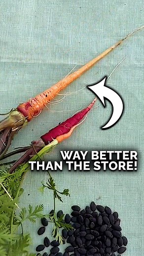 We help you grow. on Instagram: "Carrots are a fickle crop! First, you have to figure out how to germinate them and keep them alive through that sensitive phase (check @jacquesinthegarden recent content on that) Then, you need to know when to harvest them! Here are the two rules of thumb we use: 1. Has it been 60 to 80 days? If so, you’re getting close to the maturity date and should keep an eye out. 2. Brush some soil away from the top and check the diameter of the root. It should be around an 