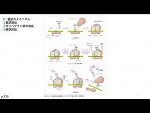 第１３章翻訳・翻訳後修飾