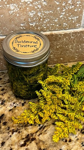 Collins Country on Instagram: "How to Make a Homemade Goldenrod Tincture! (natural medicine!) Goldenrod tincture is so easy to make and great to have on hand! It is used for its anti-inflammatory, diuretic, and antihistamine properties, often to support the urinary tract by helping to fight infections and prevent kidney stones, and to relieve symptoms of seasonal allergies and congestion. go make some! #homestead #farmtotable #foraging #goldenrod #forager #naturalmedicine #naturalliving #organic