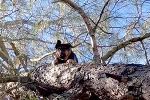 German Shepherd Rescued After Getting Stuck 25 Feet Up a Tree: 'An Impressive Climb'