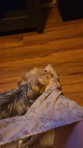 13 reactions · 3 comments | My yorkie is a total nutcase. He freaks out whenever I'm putting pants on, chomping at my feet as I'm trying to squeeze them through, and he's super vocal - I'm talking more than in this video, I swear he knows when I'm recording. He calms down once they're on, though. I've had him since he was a pup, so I know it's not some weird trauma thing. Does anyone know why he's such a pants-putting-on party pooper? | Stephanie Torres | Facebook