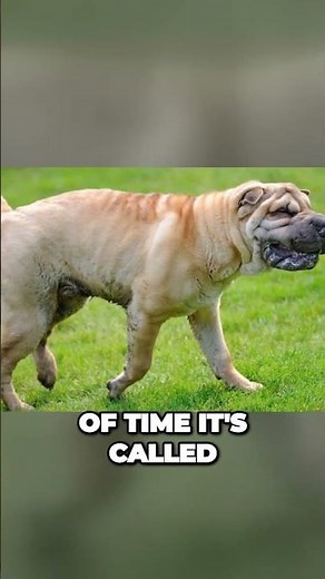 Bone Mouth Shar Pei vs Meat Mouth Shar Pei