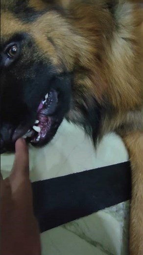 German shepherd biting owners hand 💀💀
