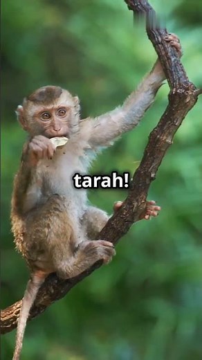 How Monkeys Use Their Tails as a Fifth Hand for Climbing and Gripping