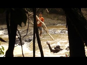 Amazing Moment Orangutan Is Rescued From River