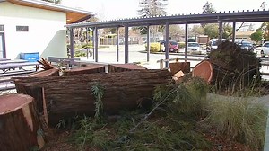 Girl injured after Redwood tree falls on California school during severe storm