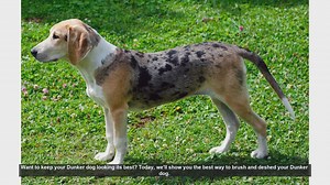 How to Brush and Deshed Your Dunker Dog: Essential Grooming Tips