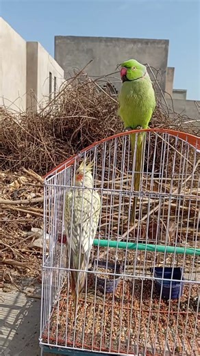 cute parrot 🦜 #birds #talkingparot #cutebird #nonstoptalkingparrot #cuteparrot #birdsounds #parrot