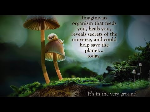 Fantastic Fungi: The Mushroom Movie Trailer