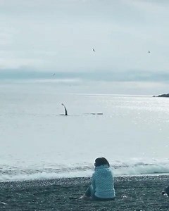 61K views · 1.2K reactions | Even the whales in Newfoundland are friendly - firefightingnurse | Daily Hive | Facebook