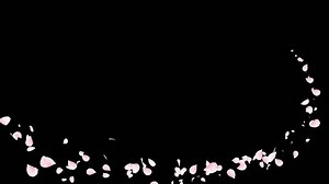 Pink Romantic Falling Petals Sakura Cherry Stock Footage Video (100% Royalty-free) 1025735735 | Shutterstock