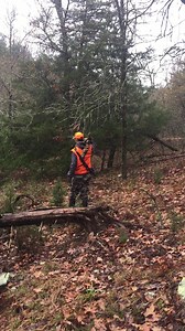 Wood gatherer | Deer Camp