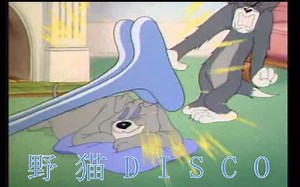 【猫和老鼠】野猫disco